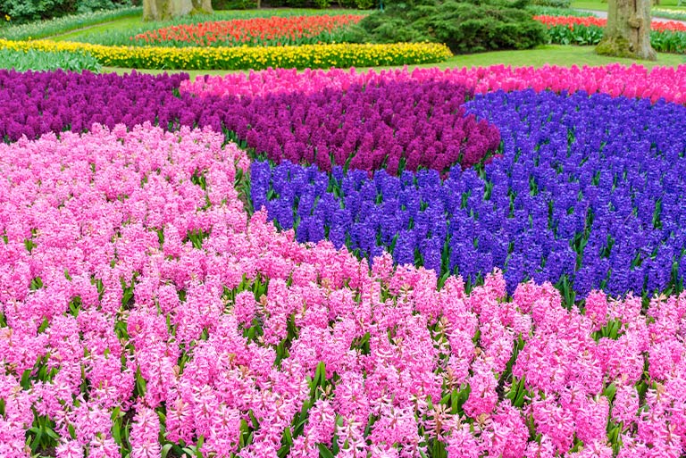 Purple and pink combination among other colours in Hyacinth meadow