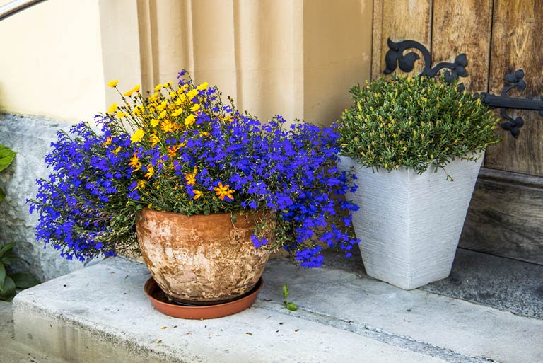 Yellow and blue combination in terracotta pot