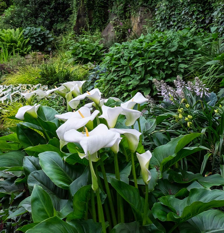 Bright Calla lilies in darker woodland settings