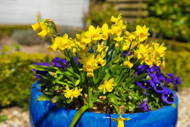 Yellow and blue colour combination in blue pot