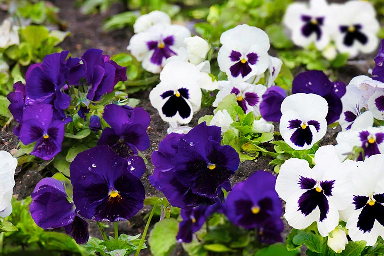White and purple with blotch pansies.