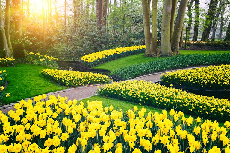 Thoughtfully planned daffodil borders.