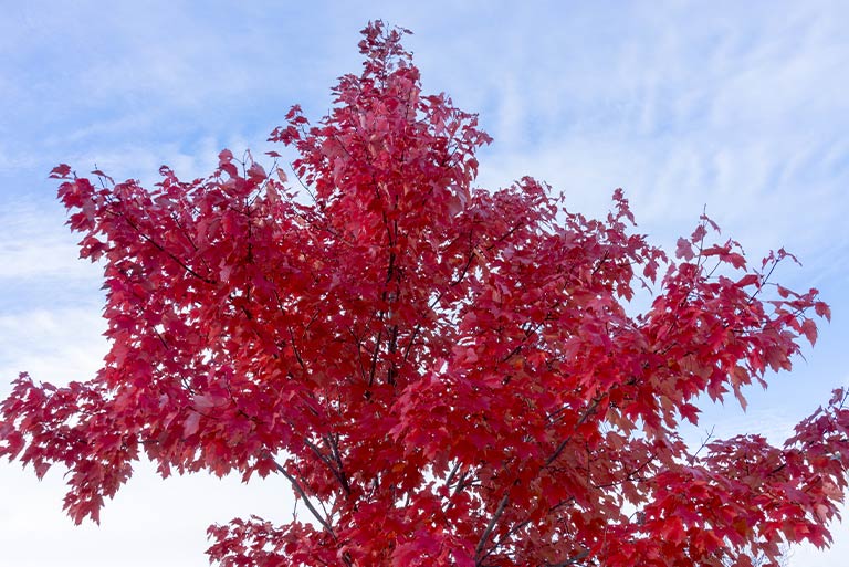 Magnificent display of Maple Autumn blaze (Acer ‘Autumn Blaze’)