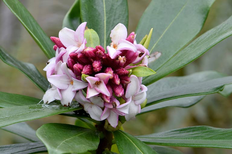 Pink scented flowers of daphne.