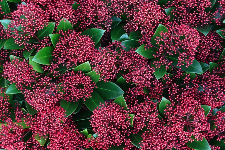 Red flower buds of Skimmia ‘Rubella’.