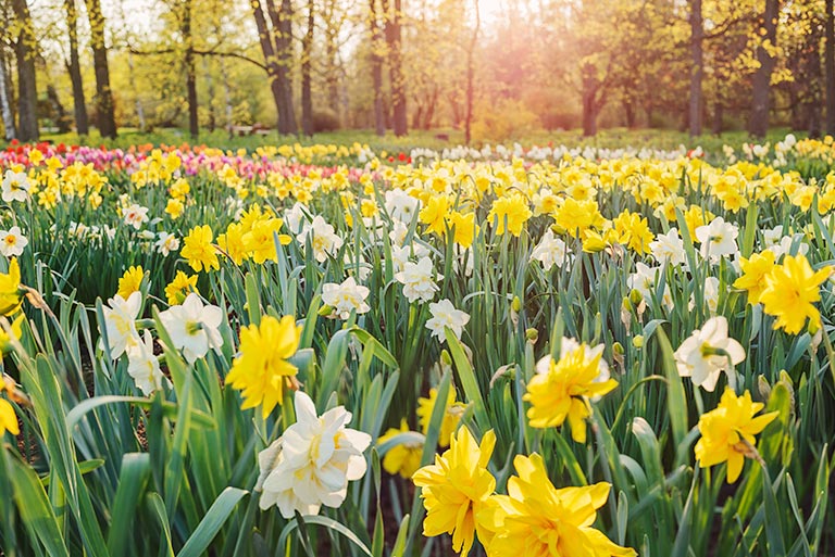 Beautiful daffodil display