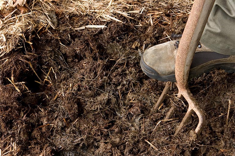 Forking manure into the soil