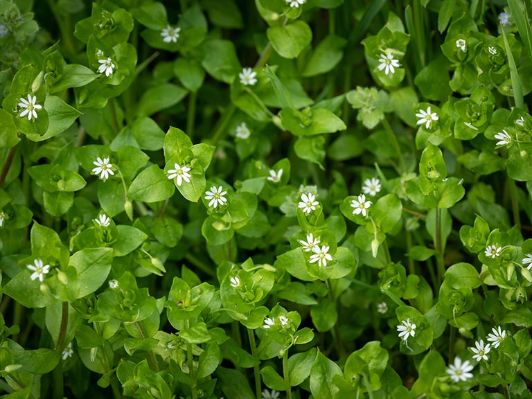 Chickweed is often fed to poultry