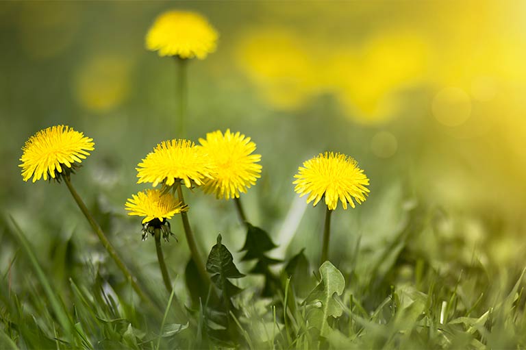 Dandelion is a perennial weed