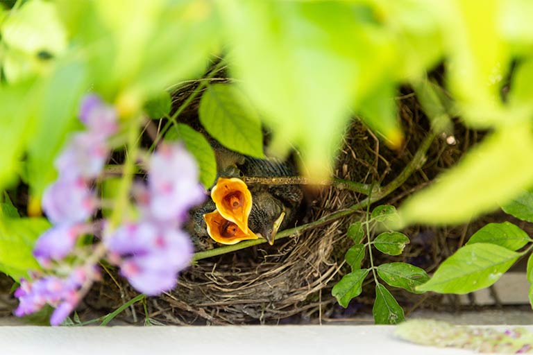 Birds often nest in wisteria