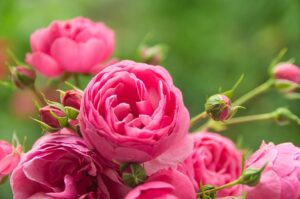 Well fertilised roses produce masses of bloom