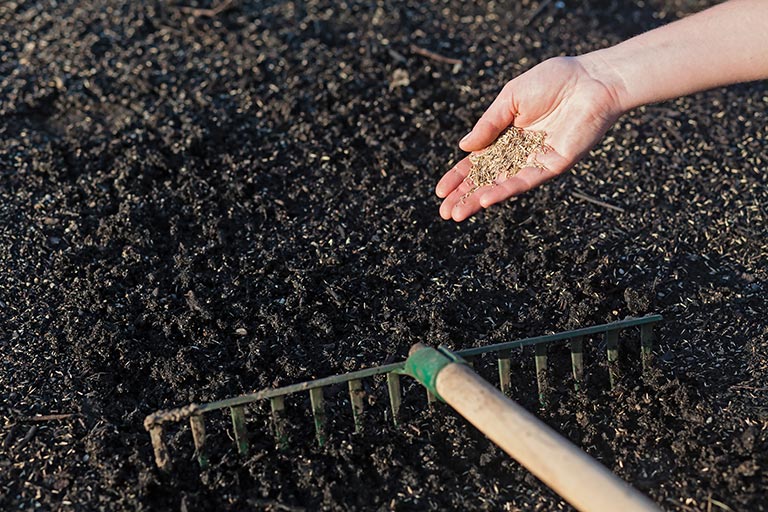 Raking seeds into the soil