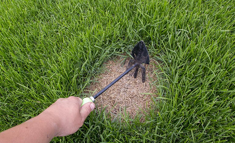Remove dead grass before overseeding