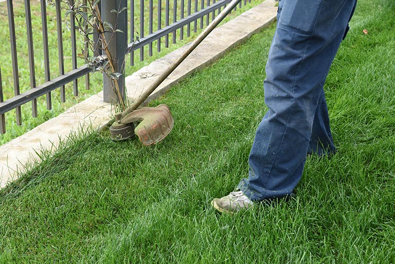 Strimming lawn edge along fence