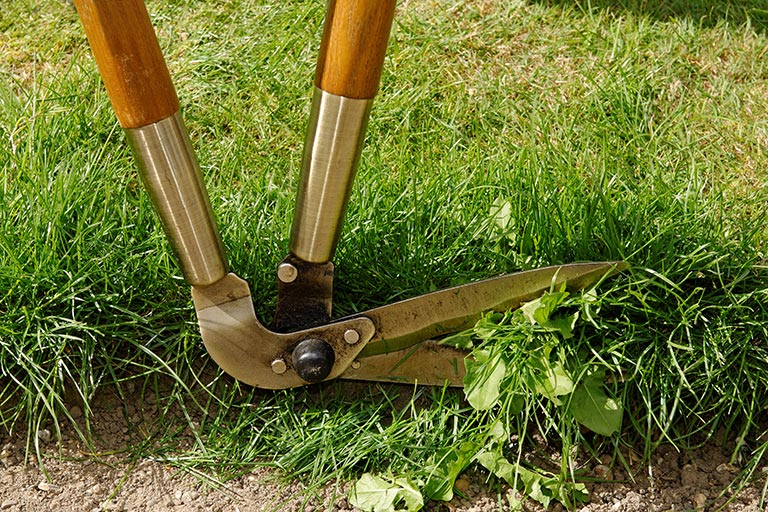 Edging a lawn by shears