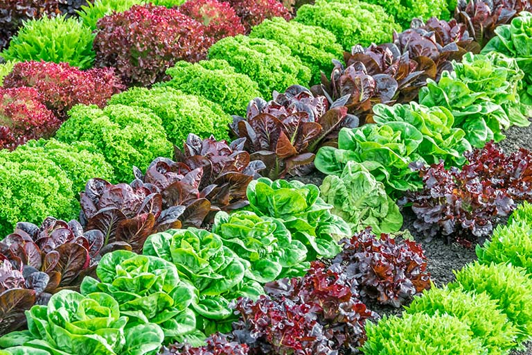 Colour combination of lettuces