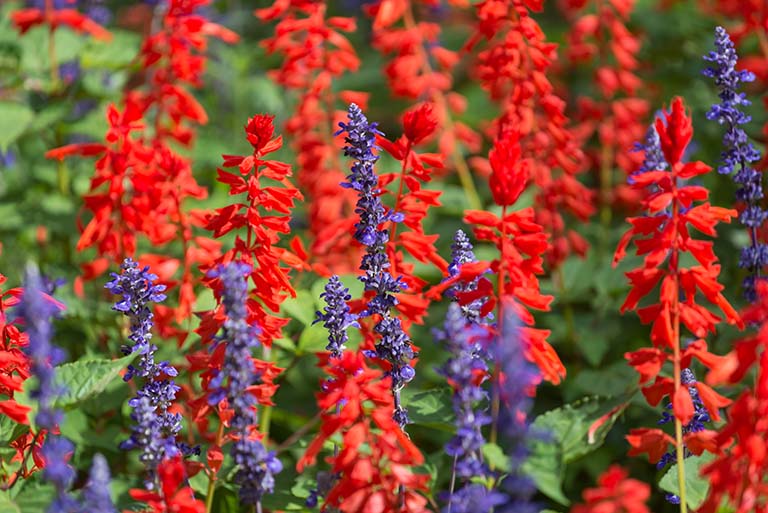 Colour combination of red and blue salvia