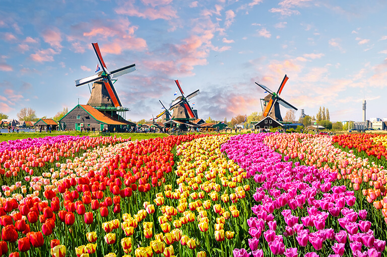 Sea of tulips in Holland