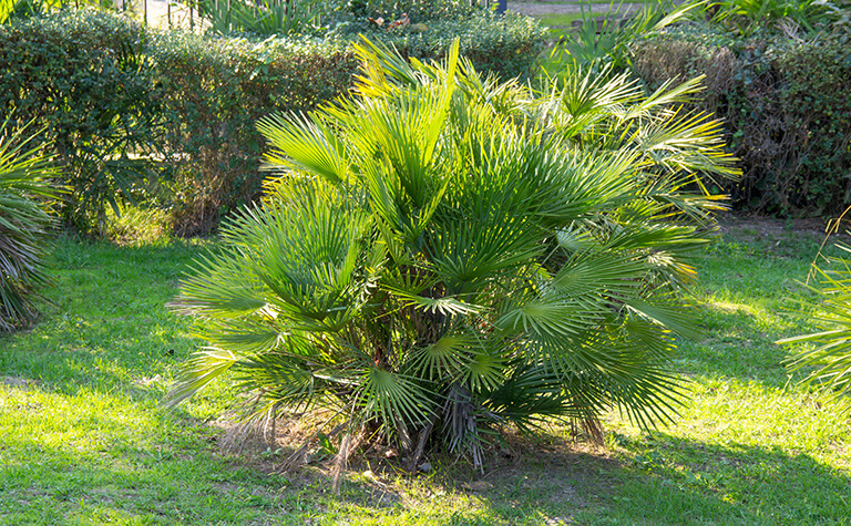 European fan palm