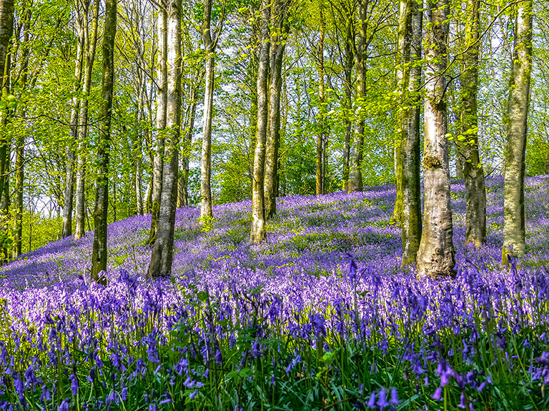 Mass of bluebells in a woodland
