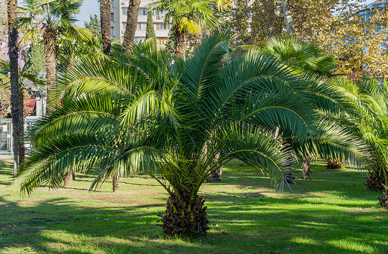 Canary Islands date palm