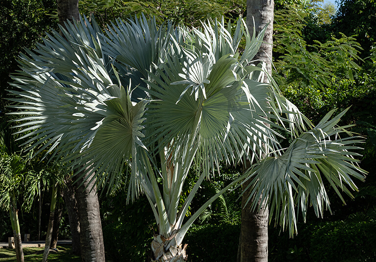 Blue fan palm