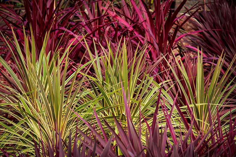 Colourfull foliages of Cabbage palms